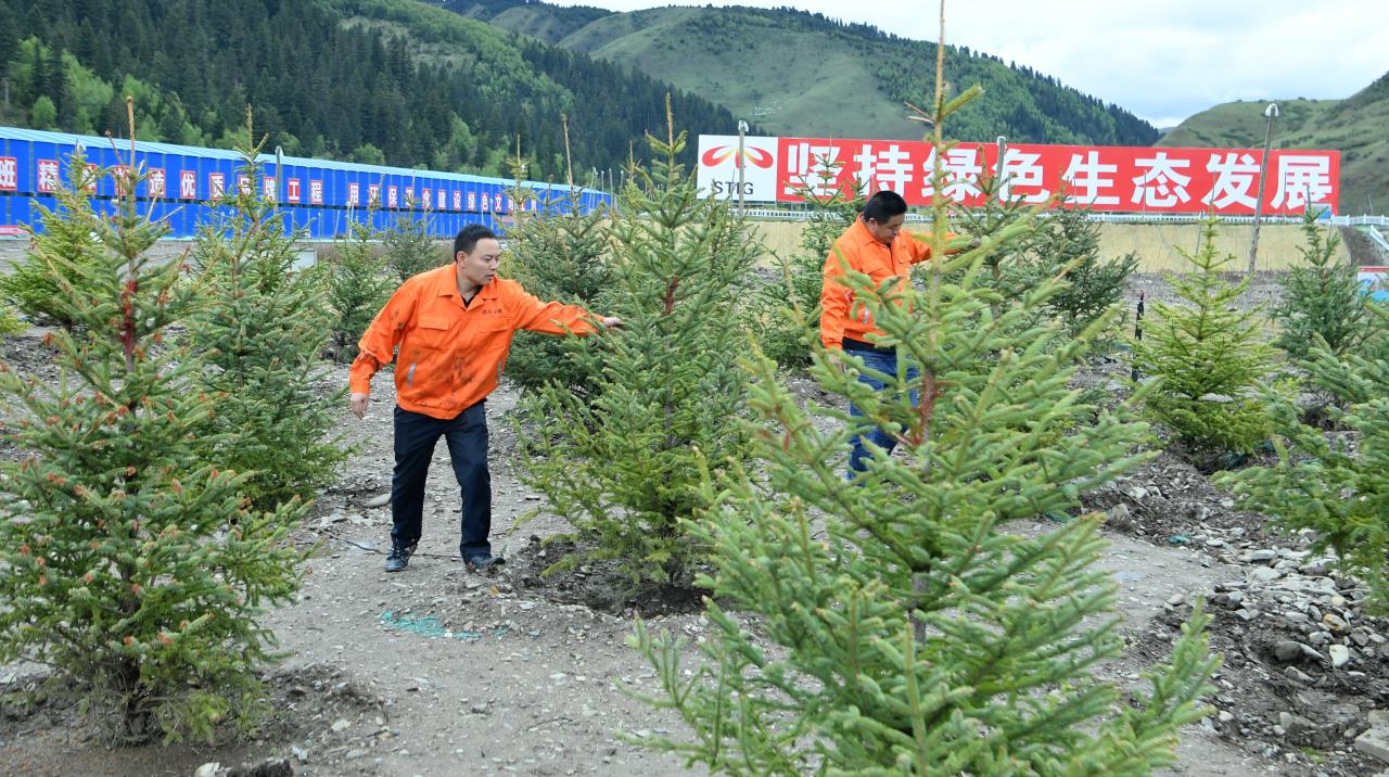 久馬高速建設(shè)者在苗木驗證試驗基地查看樹木生長情況.jpg